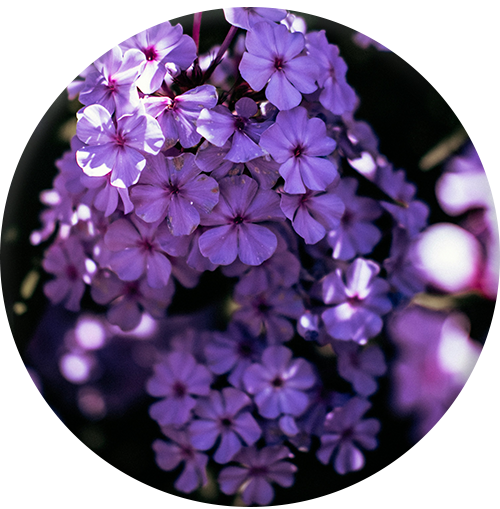 Floral